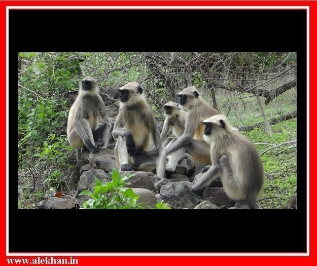aa